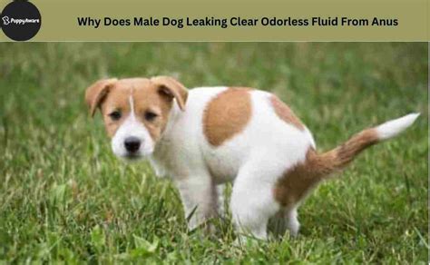 my dogs butt is leaking|Dog Leaking Clear Fluid from Anus: 8 Causes。